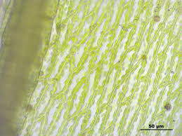 Attēlu rezultāti vaicājumam “Bryum caespiticium”