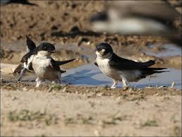 Attēlu rezultāti vaicājumam “Delichon urbicum nest”