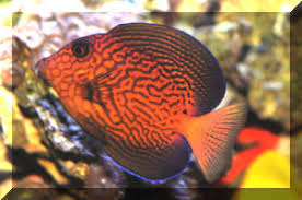 Image result for Ctenochaetus hawaiiensis