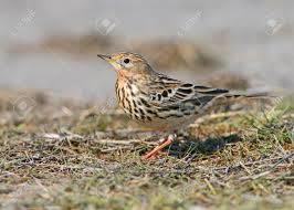 Image result for Anthus cervinus