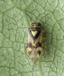 Attēlu rezultāti vaicājumam “Orthops basalis”