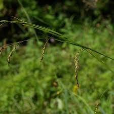 Attēlu rezultāti vaicājumam “Carex sylvatica flower”
