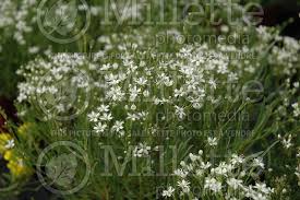 Attēlu rezultāti vaicājumam “Gypsophila fastigiata flower”
