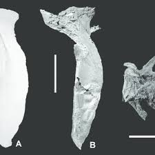 Image result for Lichia amia