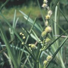 Attēlu rezultāti vaicājumam “Sparganium minimum flower”