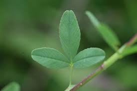 Attēlu rezultāti vaicājumam “Trifolium aureum leaf”