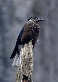 Attēlu rezultāti vaicājumam “Nucifraga caryocatactes”