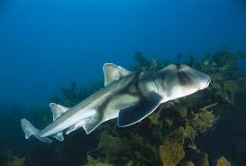 Image result for Heterodontus portusjacksoni