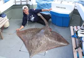 Image result for Dipturus intermedius