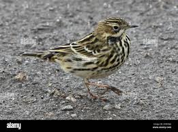 Image result for Anthus cervinus