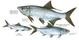 Image result for Megalops atlanticus