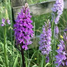 Attēlu rezultāti vaicājumam “Dactylorhiza fuchsii flower”