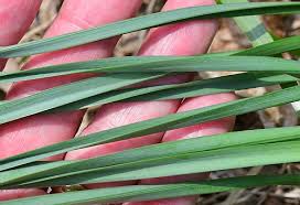 Attēlu rezultāti vaicājumam “Narcissus leaf”