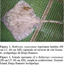 Image result for Bathyraja brachyurops