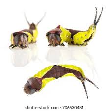 Attēlu rezultāti vaicājumam “Cerura vinula larva”