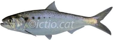 Image result for Alosa alosa