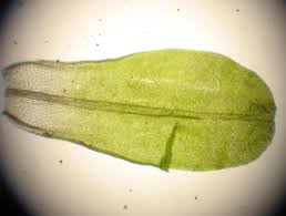 Attēlu rezultāti vaicājumam “Syntrichia latifolia”