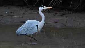 Attēlu rezultāti vaicājumam “Ardea cinerea”