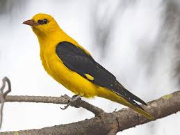 Attēlu rezultāti vaicājumam “Oriolus oriolus”