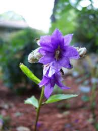 Image result for Campanula trachelium