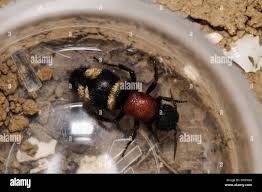 Attēlu rezultāti vaicājumam “Mutilla europaea”