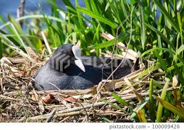 Attēlu rezultāti vaicājumam “Fulica atra nest”