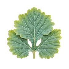 Attēlu rezultāti vaicājumam “Scrophularia nodosa leaf”