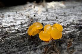 Attēlu rezultāti vaicājumam “Dacrymyces chrysospermus”