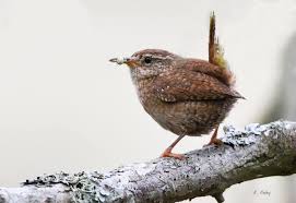 Attēlu rezultāti vaicājumam “Troglodytes troglodytes”