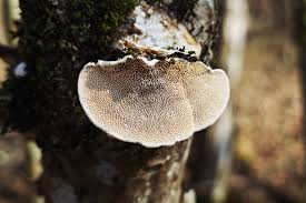 Attēlu rezultāti vaicājumam “Sidera lenis”