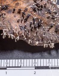 Attēlu rezultāti vaicājumam “Diachea leucopodia”