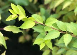 Attēlu rezultāti vaicājumam “Forsythia intermedia”