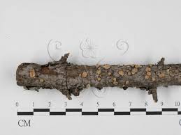 Attēlu rezultāti vaicājumam “Aleurodiscus amorphus”