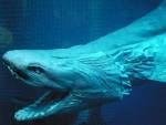 Frilled_shark_head2.jpg
