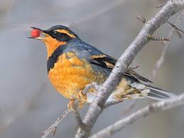 Image result for Ixoreus naevius