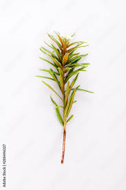 Attēlu rezultāti vaicājumam “Ledum palustre leaf”