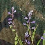 Attēlu rezultāti vaicājumam “Polygala amarella leaf”