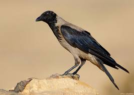 Attēlu rezultāti vaicājumam “Corvus cornix”