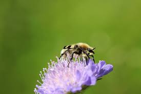 Attēlu rezultāti vaicājumam “Trichius fasciatus”