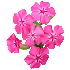 Image result for Phlox drummondii