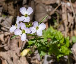Attēlu rezultāti vaicājumam “Cardamine pratensis leaf”