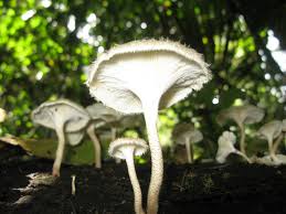 Attēlu rezultāti vaicājumam “Lentinus suavissimus”