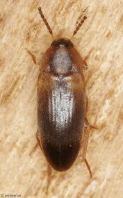 Attēlu rezultāti vaicājumam “Melandryidae”