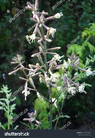 Attēlu rezultāti vaicājumam “Silene nutans flower”