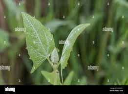 Attēlu rezultāti vaicājumam “Atriplex calotheca leaf”