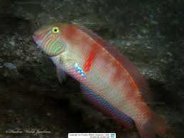 Image result for Xyrichtys novacula