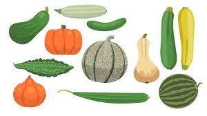 Attēlu rezultāti vaicājumam “Cucurbitaceae”