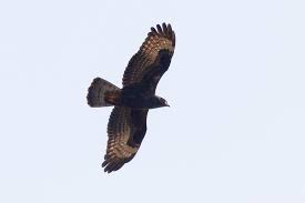 Attēlu rezultāti vaicājumam “Pernis apivorus”