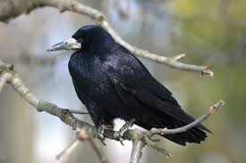 Attēlu rezultāti vaicājumam “Corvus frugilegus adult”