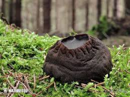 Attēlu rezultāti vaicājumam “Sarcosoma globosum”